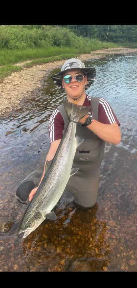 Lachs