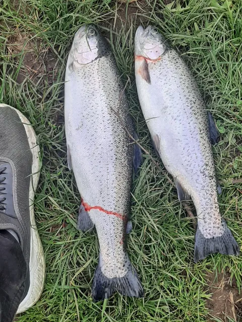 Regenbogenforelle