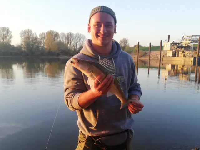 Zander