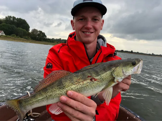 Zander