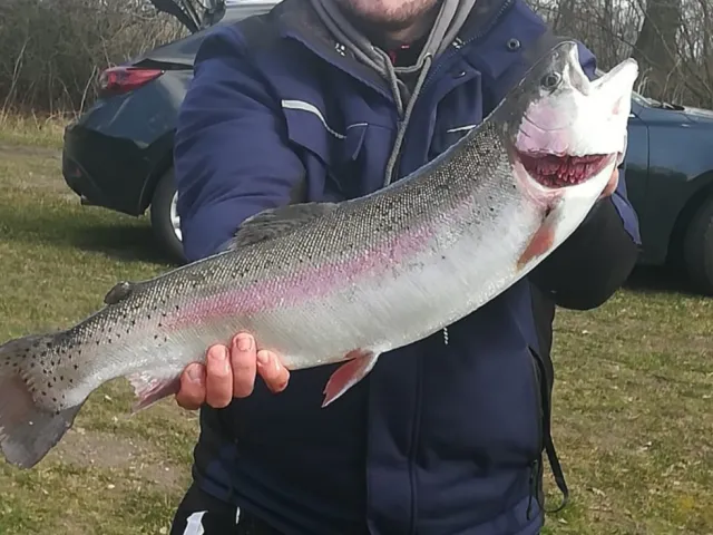 Regenbogenforelle