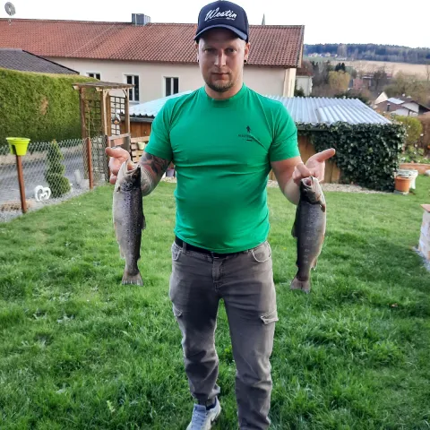 Bachforelle