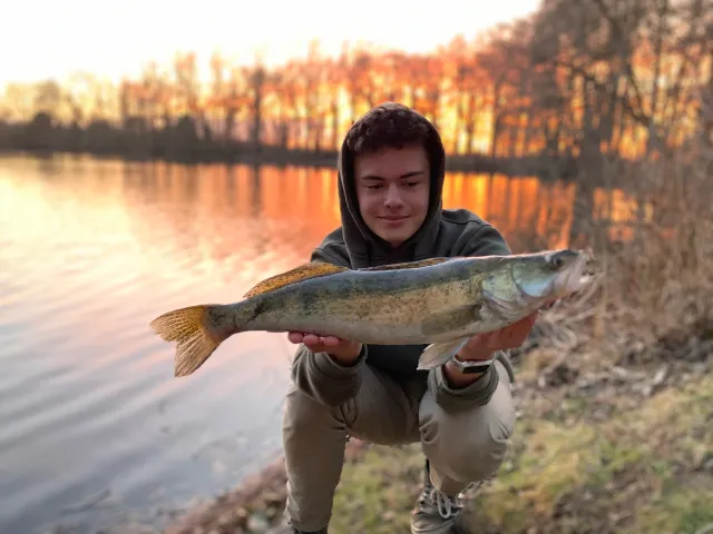 Zander