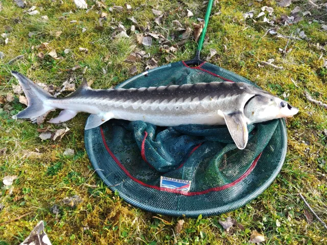 Stör