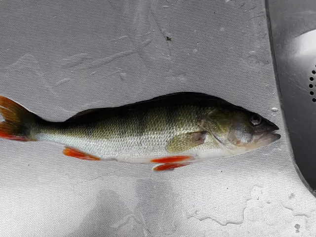 Flussbarsch