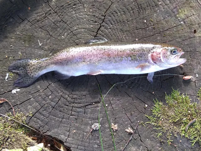 Regenbogenforelle