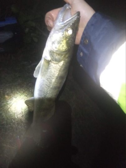 Zander