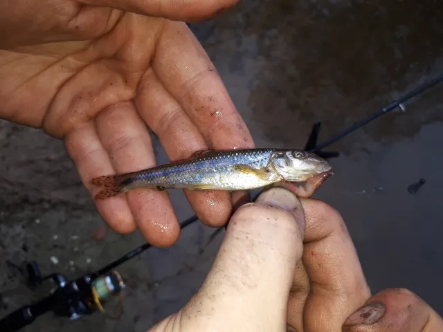 Flussgrundel