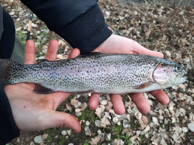 Regenbogenforelle