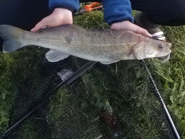 Zander