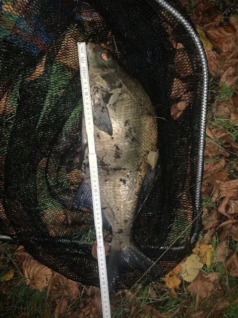 Brachse