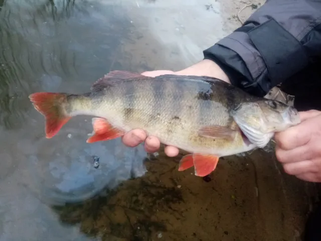 Flussbarsch