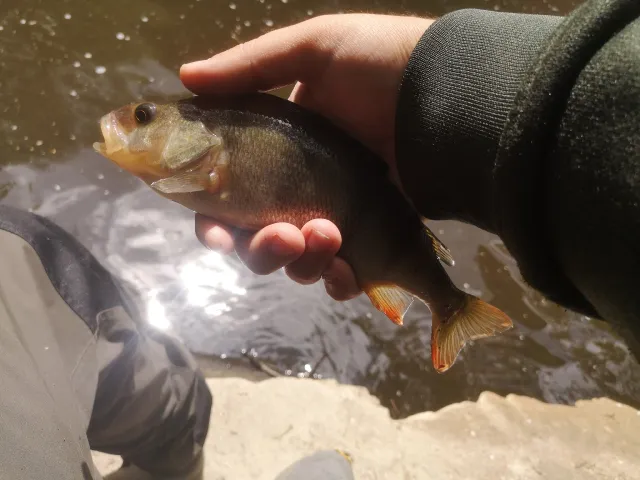 Flussbarsch