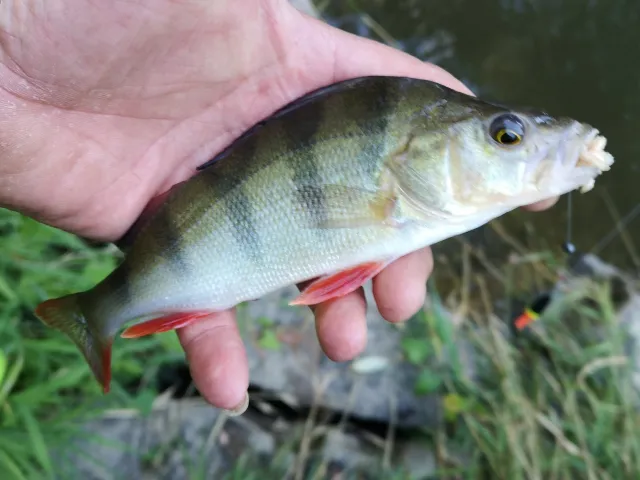 Flussbarsch