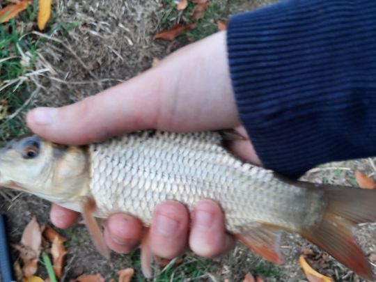 Karausche