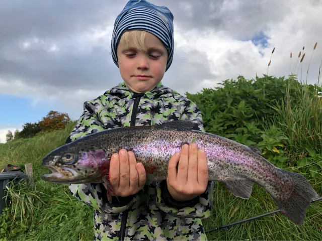 Regenbogenforelle