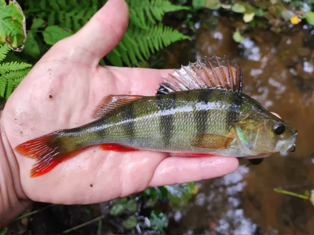 Flussbarsch