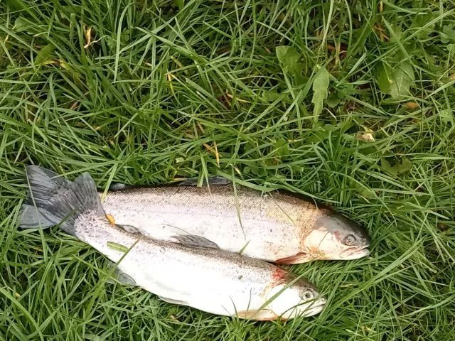 Regenbogenforelle
