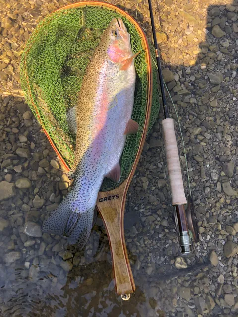 Regenbogenforelle
