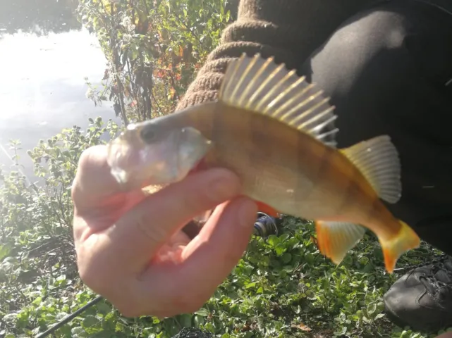 Flussbarsch