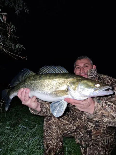 Zander