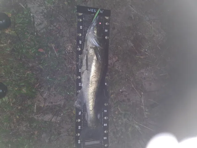 Zander