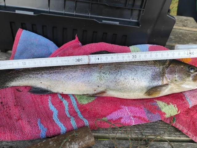 Regenbogenforelle