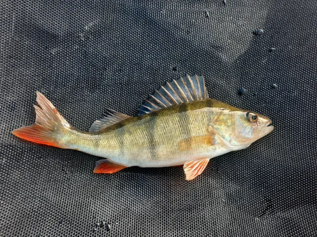 Flussbarsch
