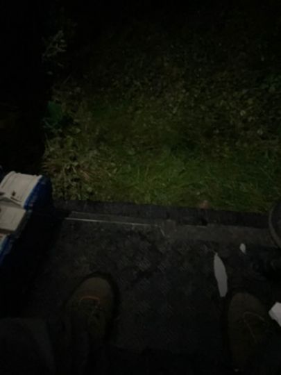 Afrikanischer Raubwels