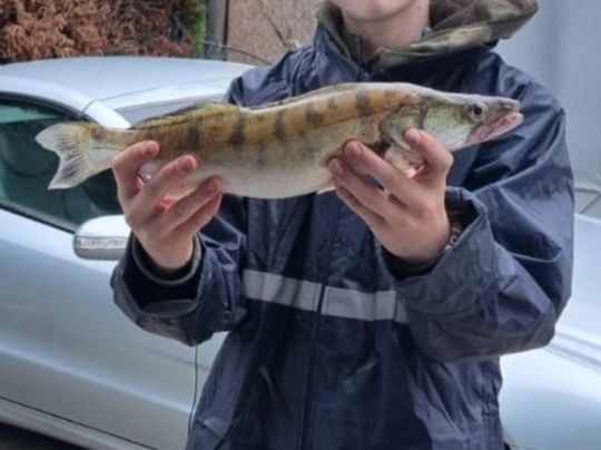 Zander