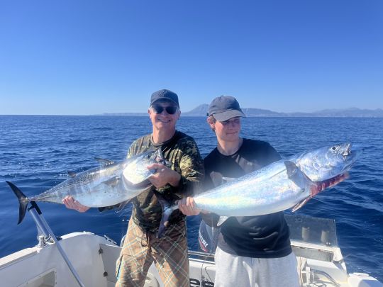 Bonito