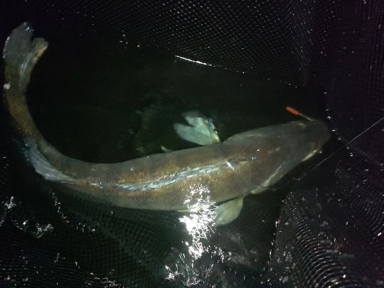 Zander