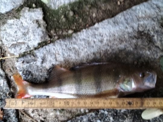 Flussbarsch