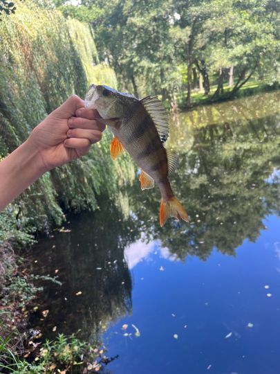 Flussbarsch