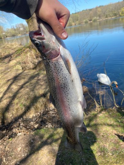 Regenbogenforelle