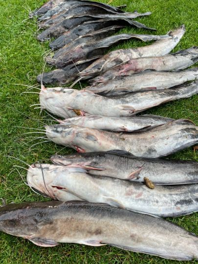 Afrikanischer Raubwels