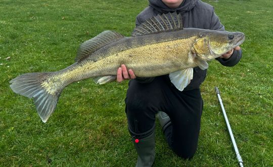 Zander