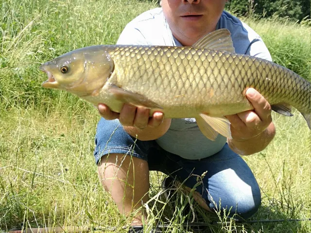 Graskarpfen