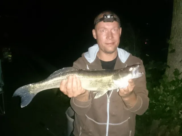 Zander