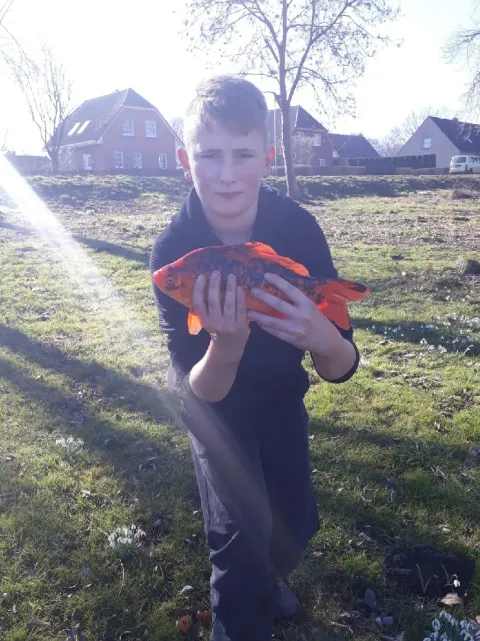 Karausche