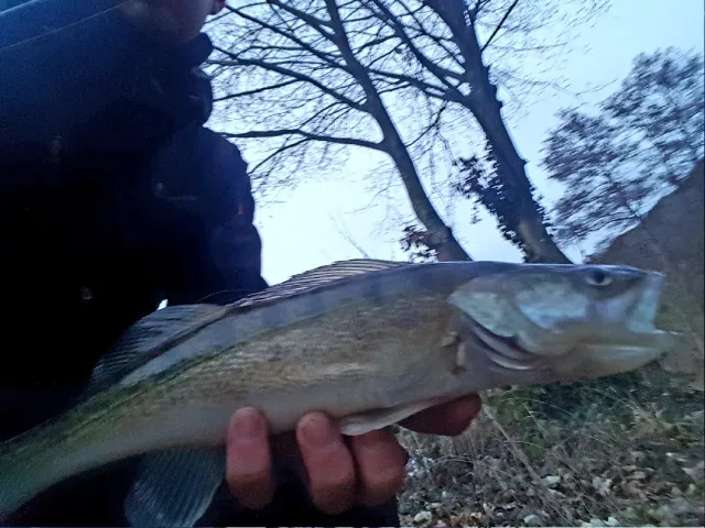 Zander