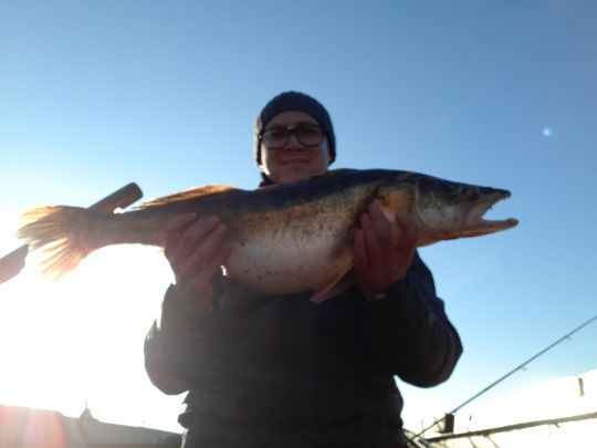 Zander