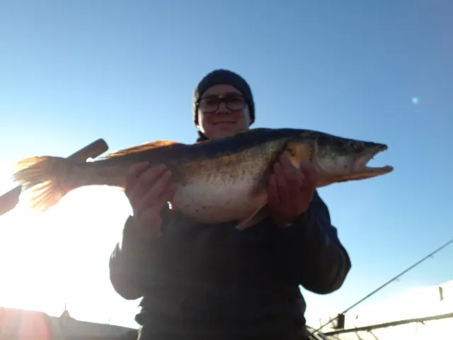 Zander