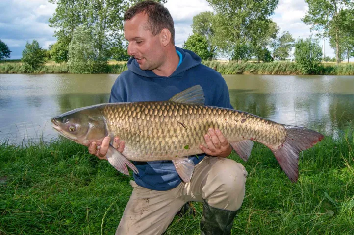 Graskarpfen