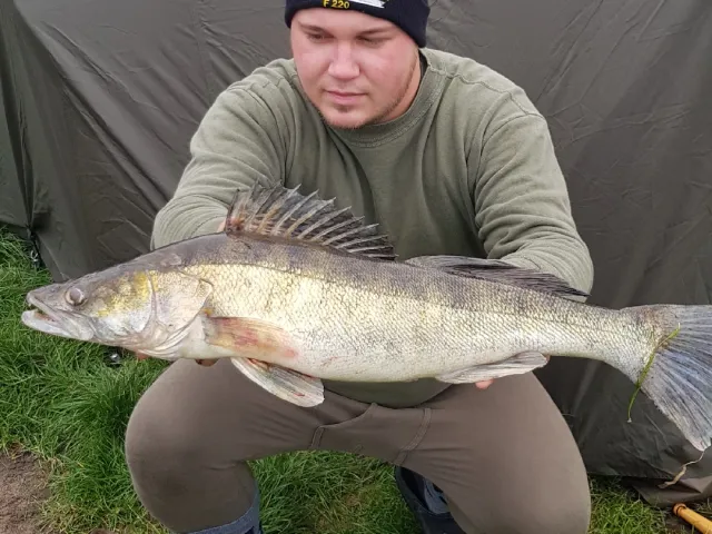 Zander