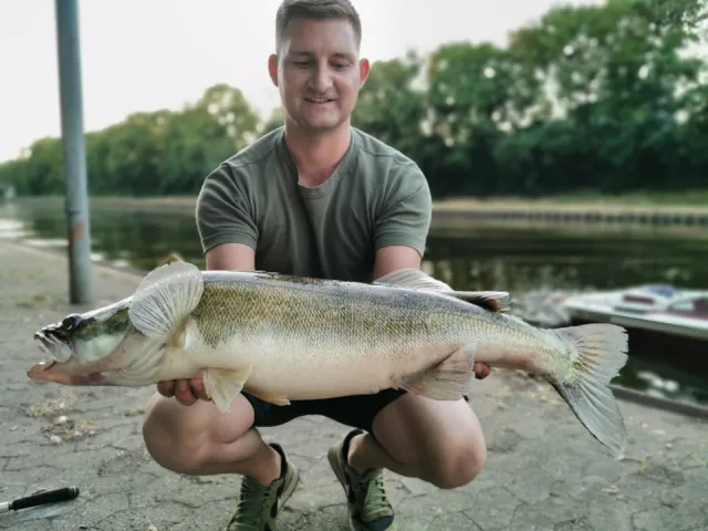 Zander