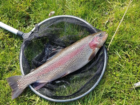 Regenbogenforelle