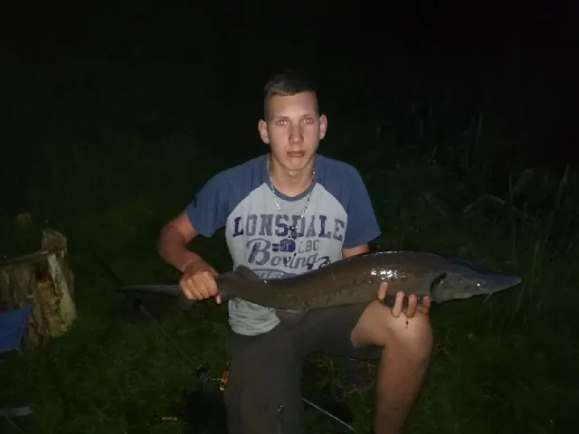 Stör