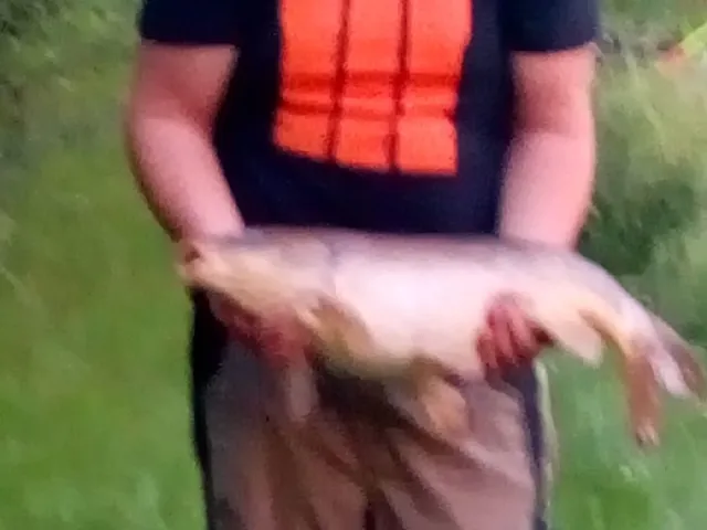 Karpfen