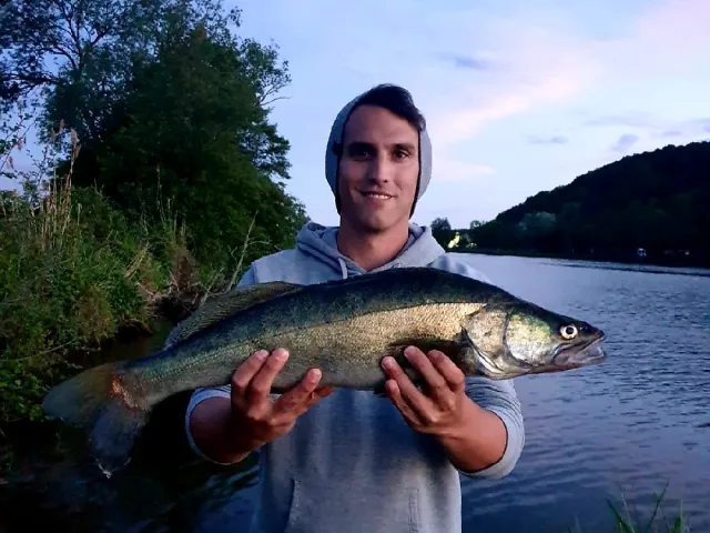 Zander